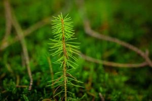 Finncobalt-uutiset-pine2